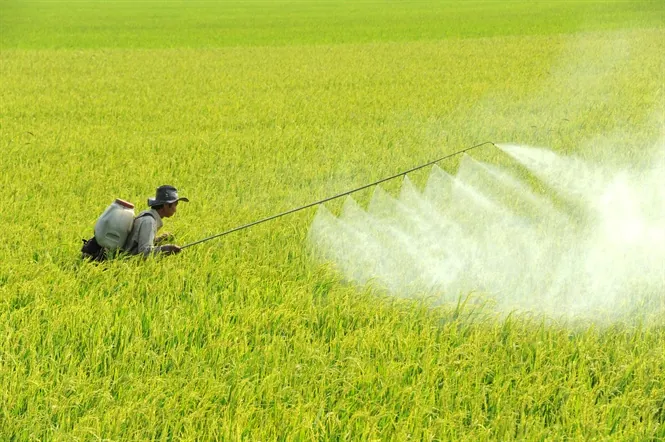 Không đeo măt nạ phòng độc khi phun thuốc tiềm ẩn nhiều nguy cơ
